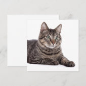 Gray Tabby Cat Aankondiging (Voorkant / Achterkant)