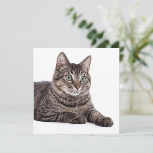 Gray Tabby Cat Aankondiging (Staand voorkant)