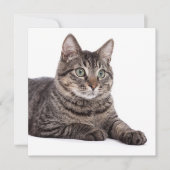 Gray Tabby Cat Aankondiging (Voorkant)