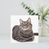 Gray Tabby Cat Aankondiging (Staand voorkant)