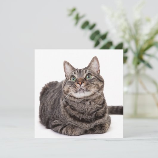 Gray Tabby Cat Aankondiging (Staand voorkant)