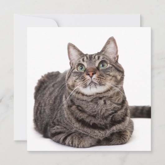 Gray Tabby Cat Aankondiging (Voorkant)
