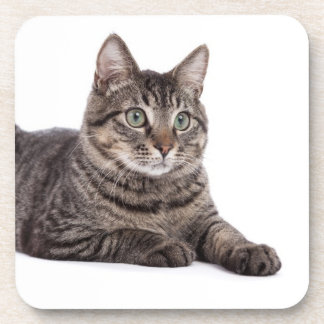 Gray Tabby Cat Bier Onderzetter