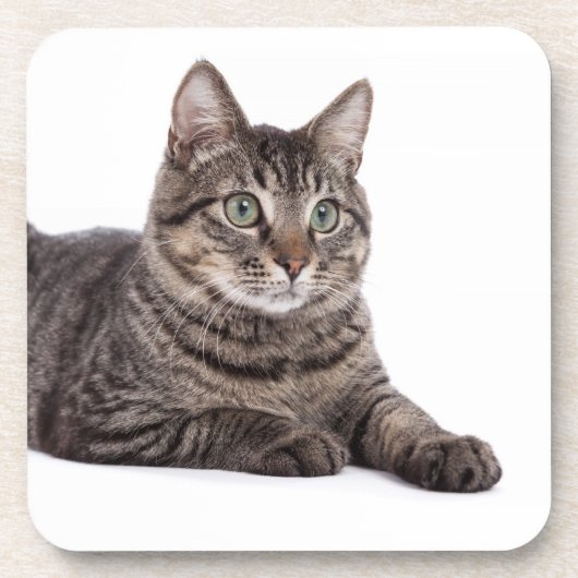 Gray Tabby Cat Bier Onderzetter (Voorkant)
