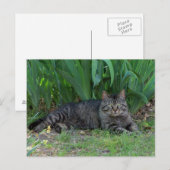 Gray Tabby Cat door Irises Briefkaart (Voorkant / Achterkant)