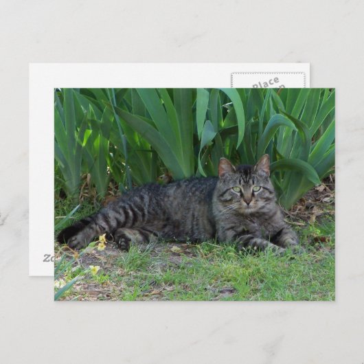Gray Tabby Cat door Irises Briefkaart (Voorkant / Achterkant)