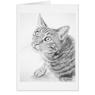 Gray Tabby Cat Drawing