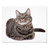 Gray Tabby Cat Foto Afdruk (Voorkant)