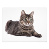 Gray Tabby Cat Foto Afdruk (Voorkant)
