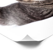 Gray Tabby Cat Foto Afdruk (Hoek)