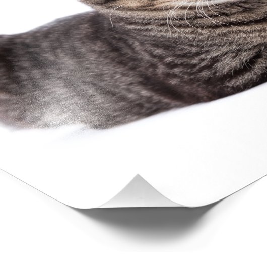 Gray Tabby Cat Foto Afdruk (Hoek)