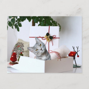 Gray Tabby Cat Kerstmis Feestdagenkaart