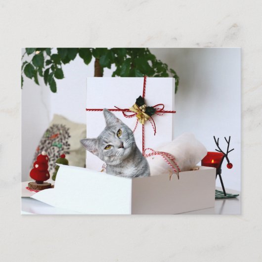 Gray Tabby Cat Kerstmis Feestdagenkaart (Voorkant)