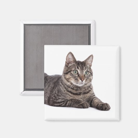 Gray Tabby Cat Magneet (Voorkant / Achterkant)