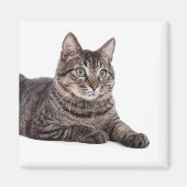 Gray Tabby Cat Magneet (Voorkant)