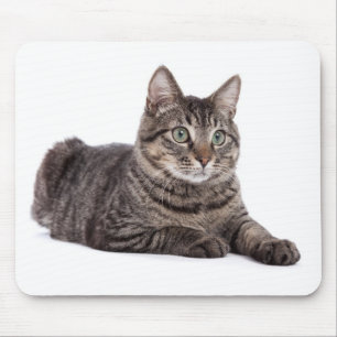 Gray Tabby Cat Muismat