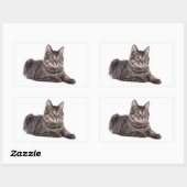 Gray Tabby Cat Rechthoekige Sticker (Vel)