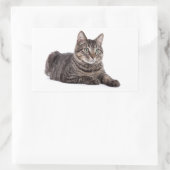 Gray Tabby Cat Rechthoekige Sticker (Tas)
