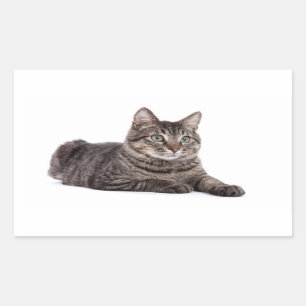 Gray Tabby Cat Rechthoekige Sticker