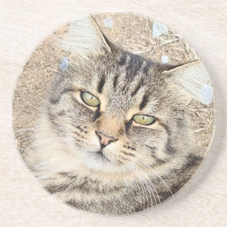 Gray Tabby Cat Sandstone Onderzetter
