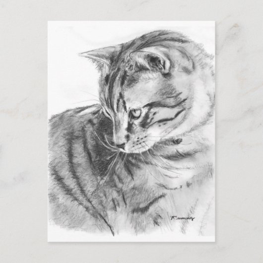 Gray Tabby Cat Sketting in Charcoal Briefkaart (Voorkant)