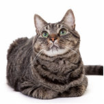 Gray Tabby Cat Staand Fotobeeldje<br><div class="desc">Schattig grijs tafeltje kat zit op een witte achtergrond</div>