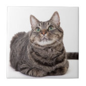 Gray Tabby Cat Tegeltje (Voorkant)