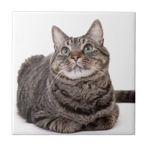 Gray Tabby Cat Tegeltje