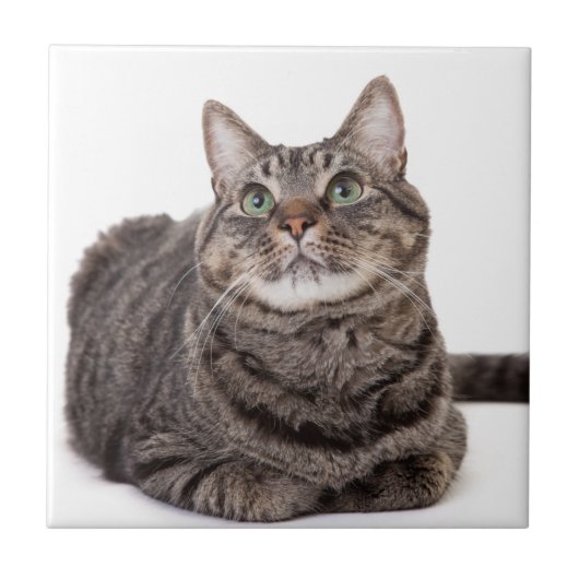 Gray Tabby Cat Tegeltje (Voorkant)