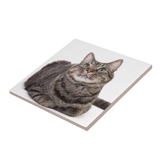 Gray Tabby Cat Tegeltje (Zijkant)