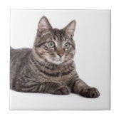 Gray Tabby Cat Tegeltje (Voorkant)