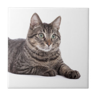 Gray Tabby Cat Tegeltje