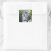 Gray Tabby Cat Vierkante Sticker (Tas)