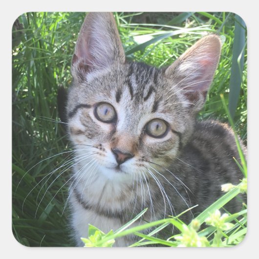 Gray Tabby Cat Vierkante Sticker (Voorkant)