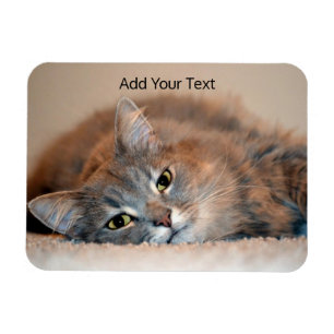 Gray, Tan, White Long Hazard Cat van Shirley Taylo Magneet