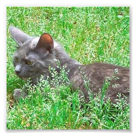 Gray Tortie Cat Foto Afdruk (Voorkant)