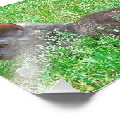 Gray Tortie Cat Foto Afdruk (Hoek)