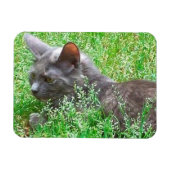 Gray Tortie Cat Magneet (Horizontaal)