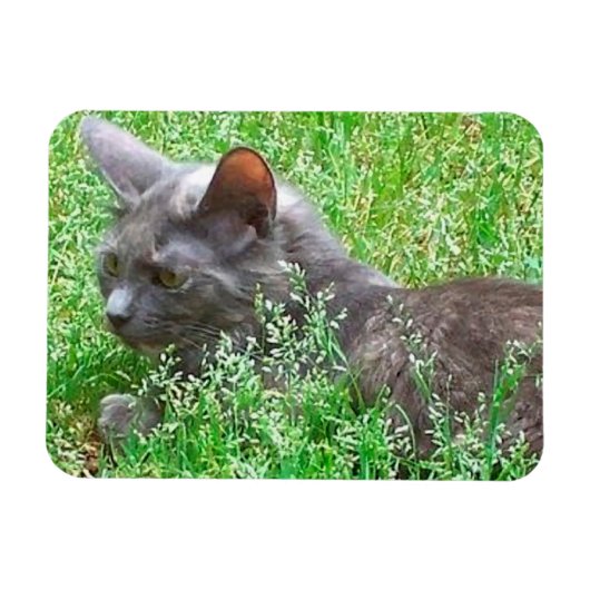 Gray Tortie Cat Magneet (Horizontaal)