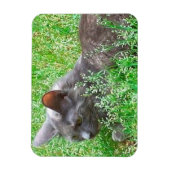 Gray Tortie Cat Magneet (Verticaal)