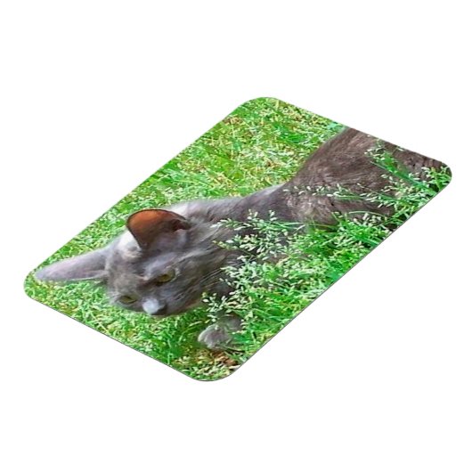 Gray Tortie Cat Magneet (Linkerzijde)