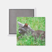 Gray Tortie Cat Magneet (Voorkant / Achterkant)