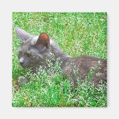 Gray Tortie Cat Magneet (Voorkant)