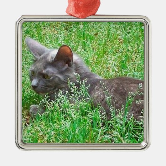 Gray Tortie Cat Metalen Ornament (Voorkant)