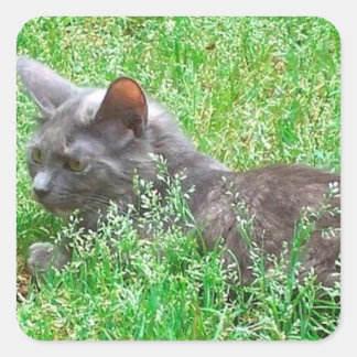 Gray Tortie Cat Vierkante Sticker