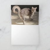 GRAY TURKISH CAT PORTRAT KAART (Binnen)