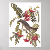 Gray Tyrant Kingbird Audubon Art Bookplaat Poster (Voorkant)