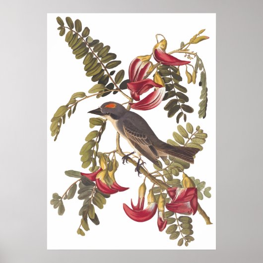 Gray Tyrant Kingbird Audubon Art Bookplaat Poster (Voorkant)