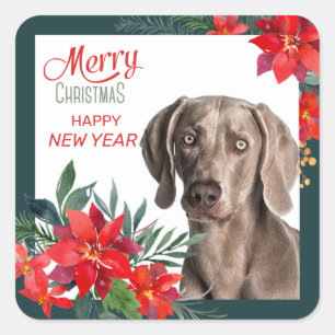 Gray Weimaraner Poinsettia Bouquet Kerstmis Vierkante Sticker