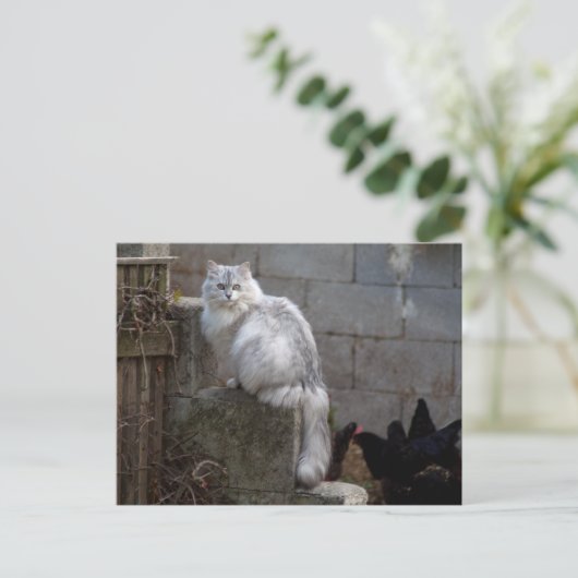 Gray-White Angora Cat Briefkaart (Staand voorkant)